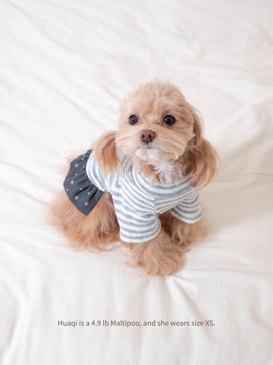Huaqi the Maltipoo wearing gray stripe knit dog dress, front view