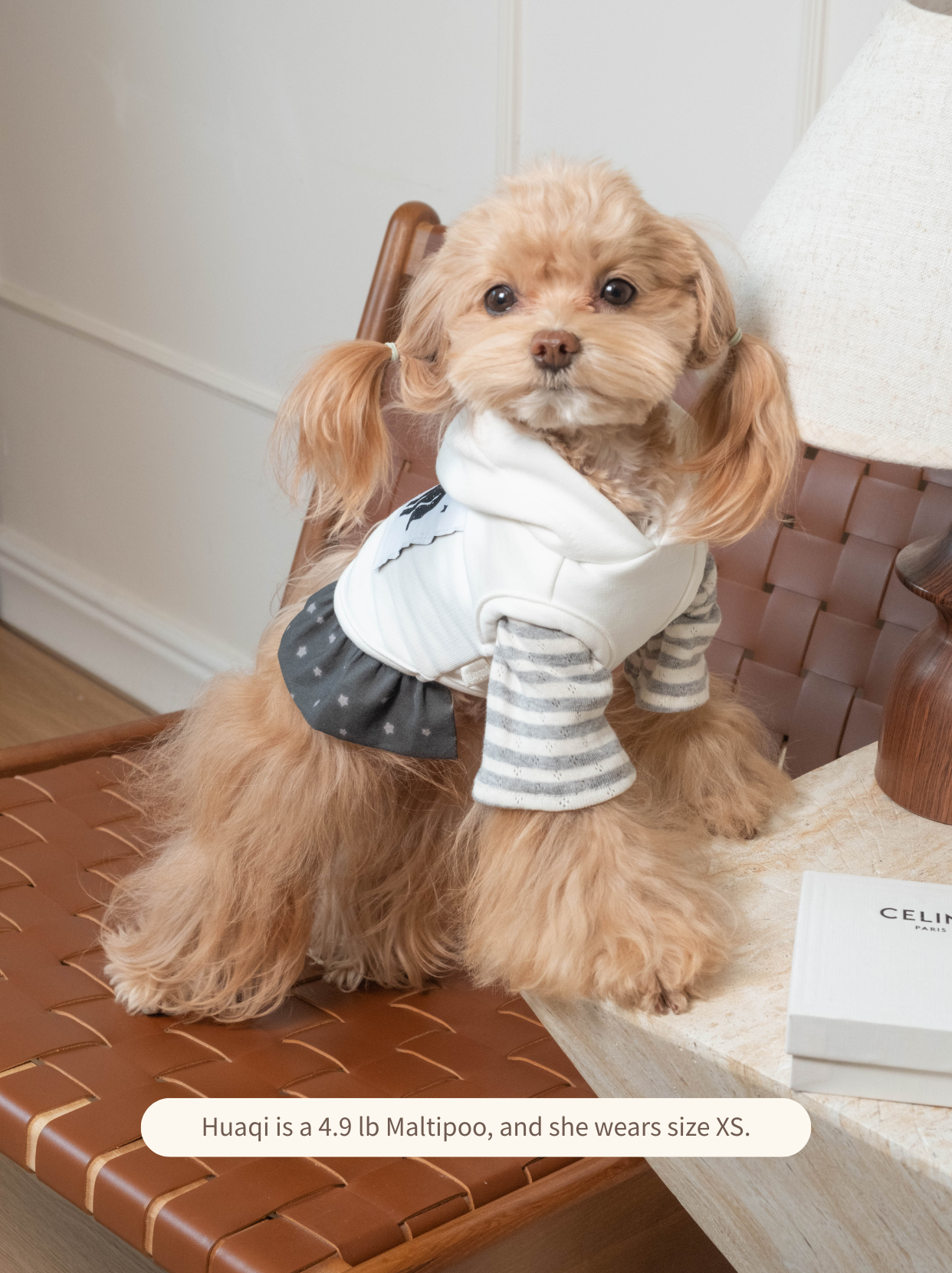 Huaqi the Maltipoo wearing gray and white sleeveless pony dog hoodie, front view