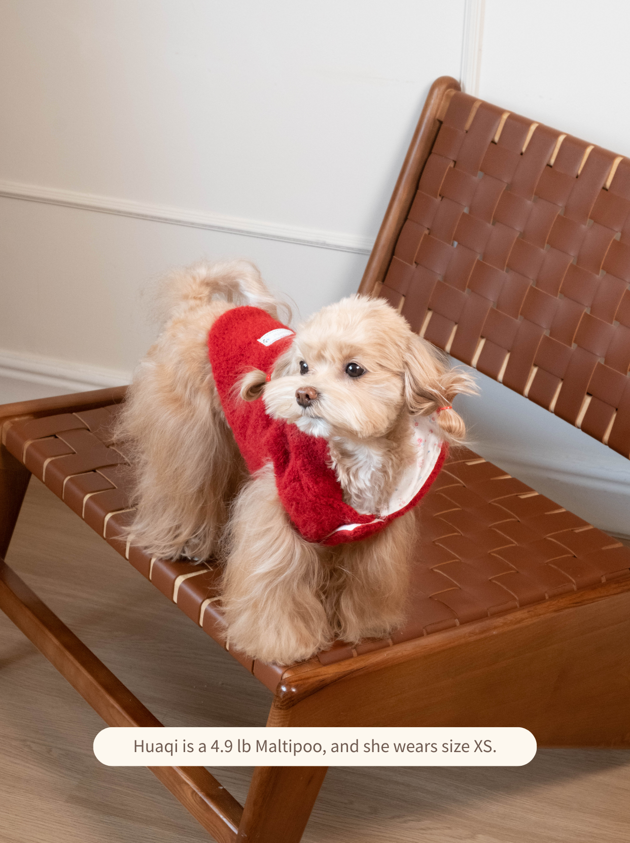 Maltipoo wearing red fuzzy hooded dog vest, front view