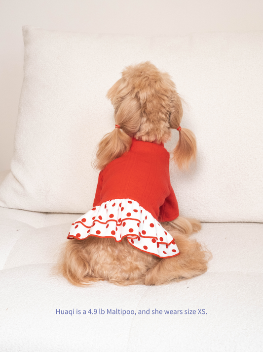 the Maltipoo wearing red knit polka dot dog dress, back view