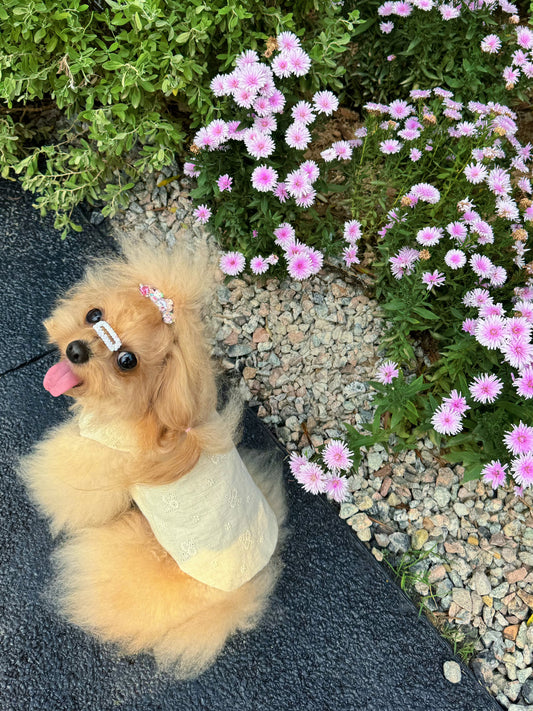 Maltese dog wearing Pawlorful embroidered vest