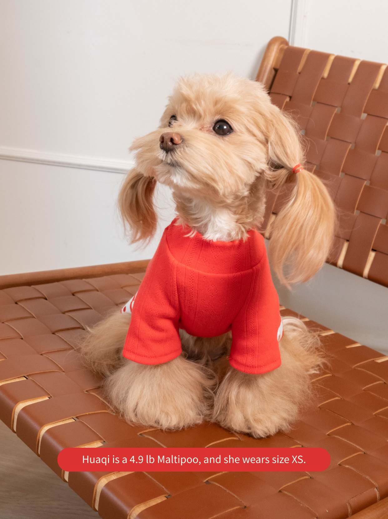 The Maltipoo wearing red knit polka dot dog dress indoors