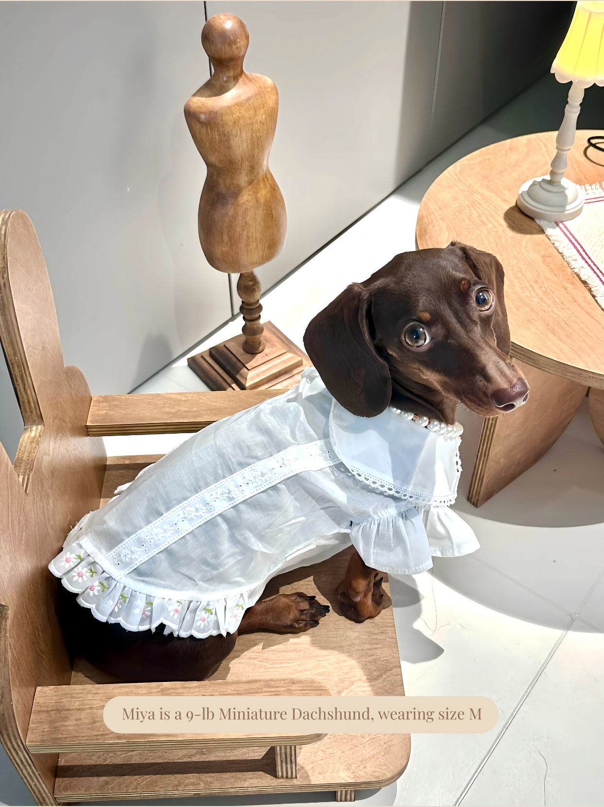 Small dog wearing white shirt sitting indoors