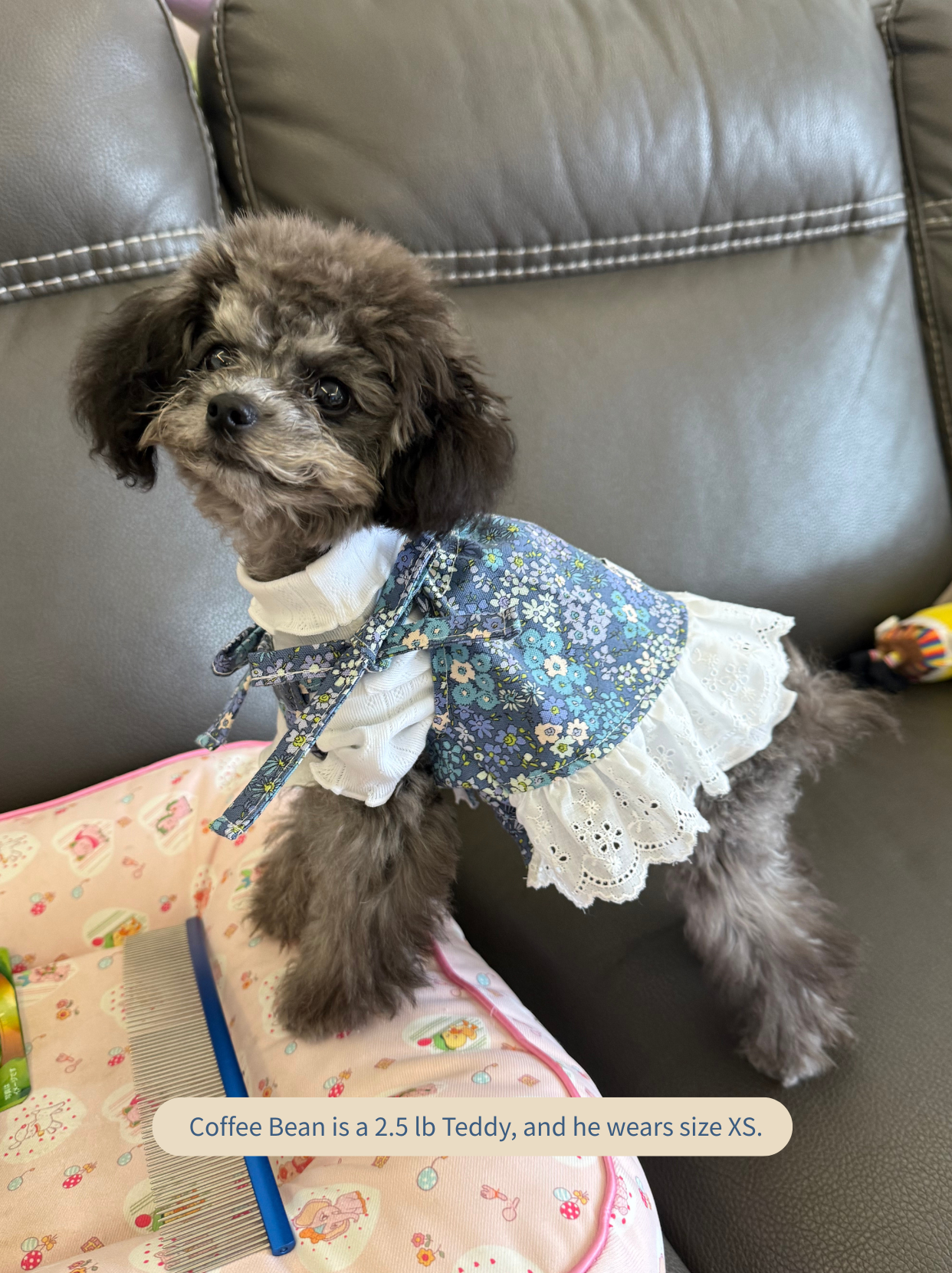 Small Teddy wearing blue floral tie-strap dog dress, side view