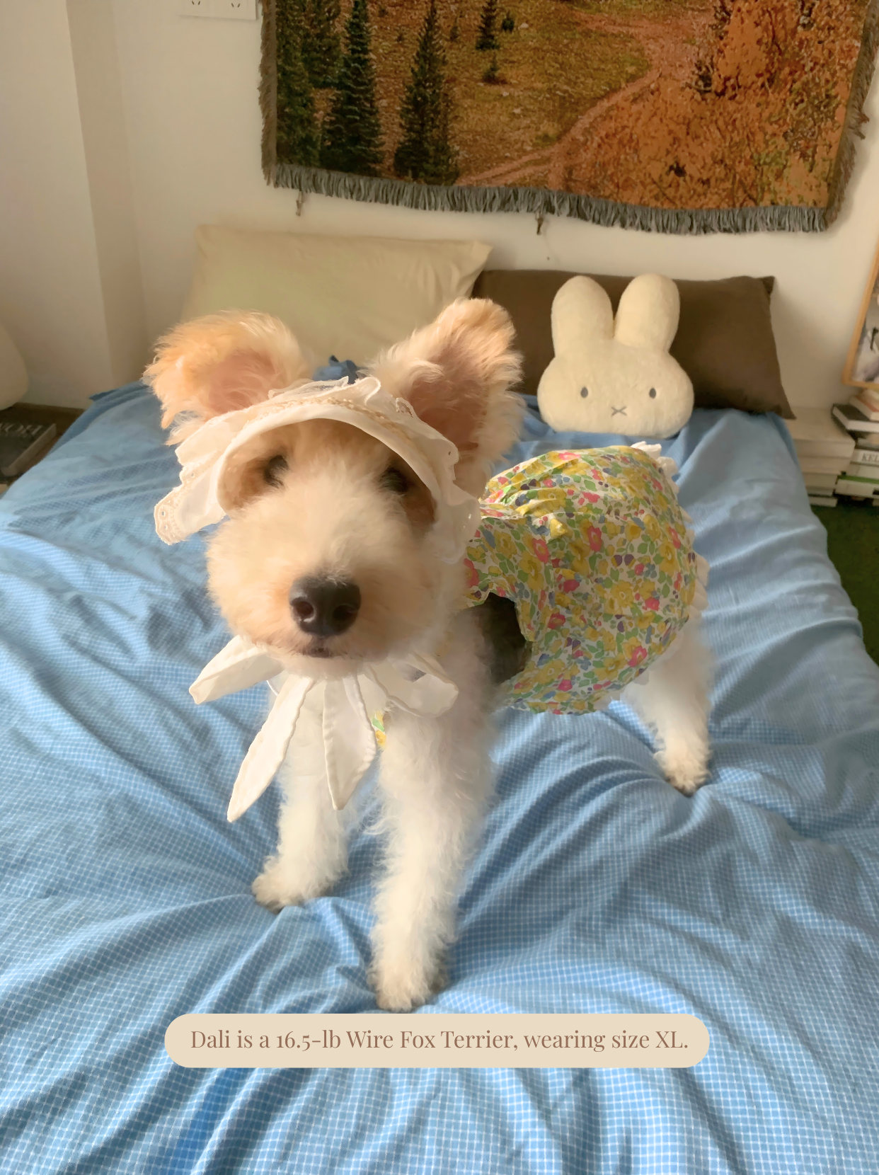 Liberty floral dress worn by wire fox terrier in cozy home setting