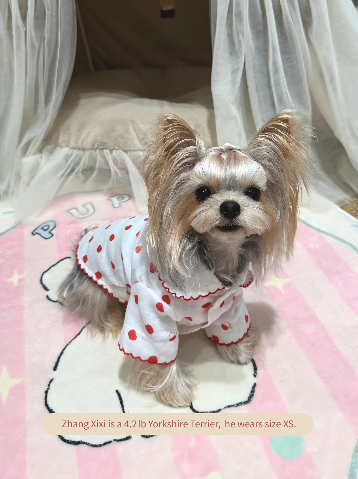 Adorable Yorkie in Little Apple dog pajamas at home