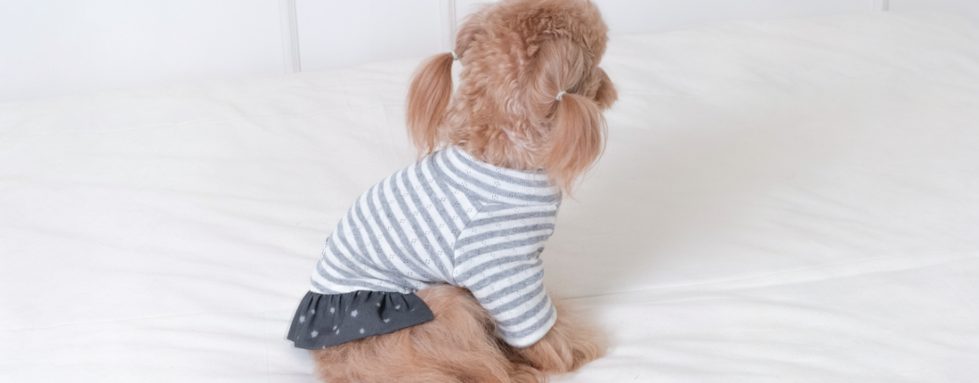 Do Dogs Actually Need Clothes?