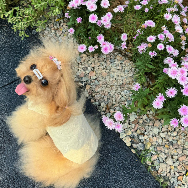 Pawlorful customer photo