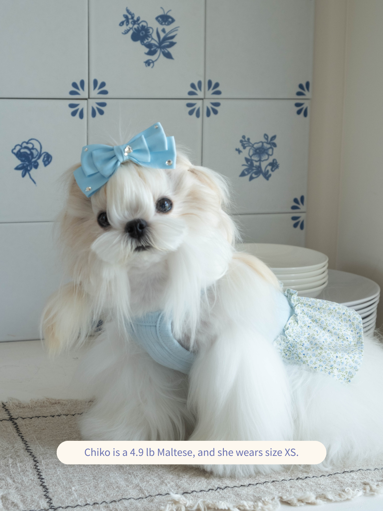Dog wearing the blue Afternoon Garden Dress