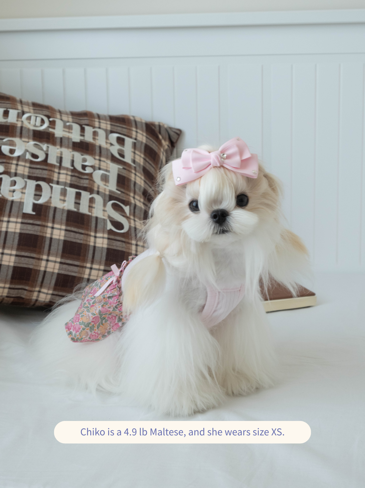 Maltese wearing the pink Afternoon Garden Dress