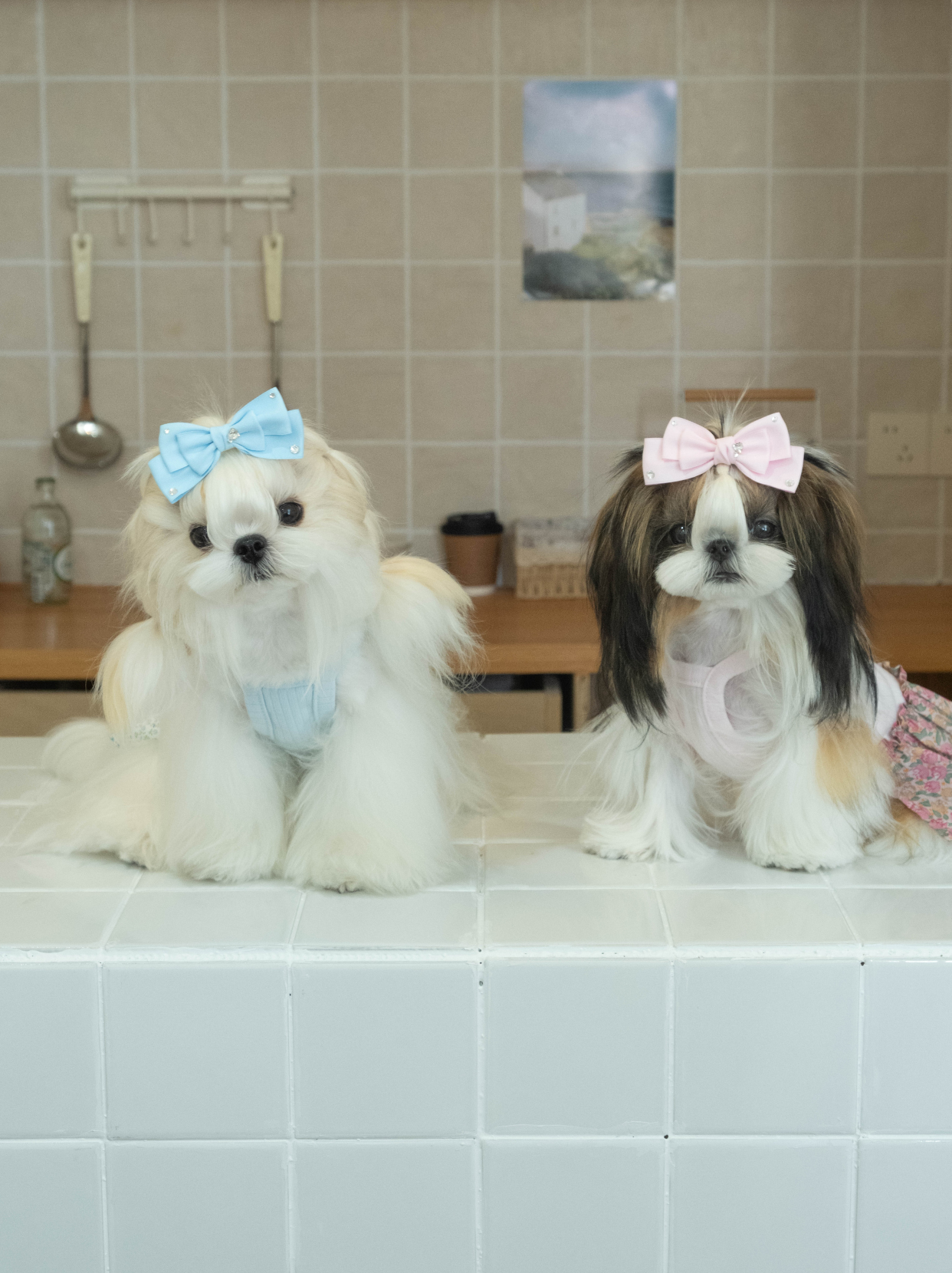 Two dogs wearing matching Afternoon Garden Dress outfits