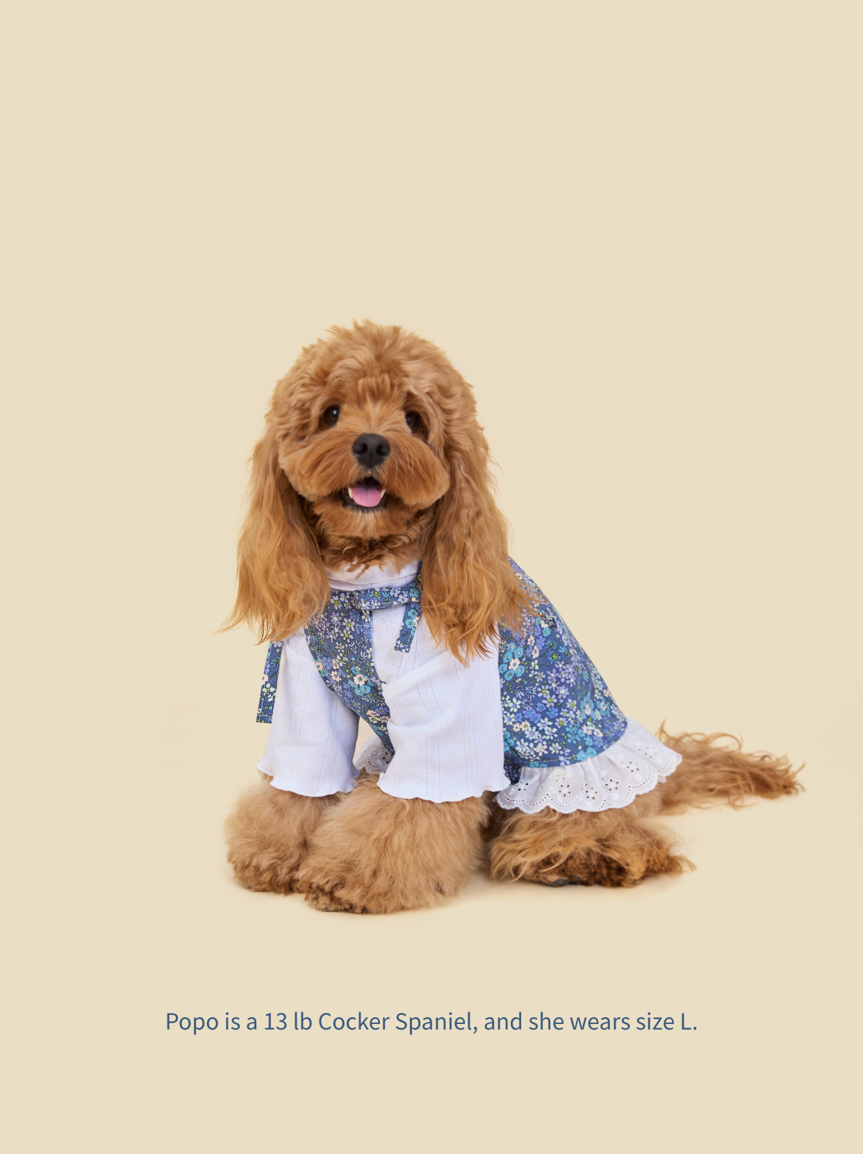 Small Cocker Spaniel sitting, showing adjustable tie straps on blue floral dog dress