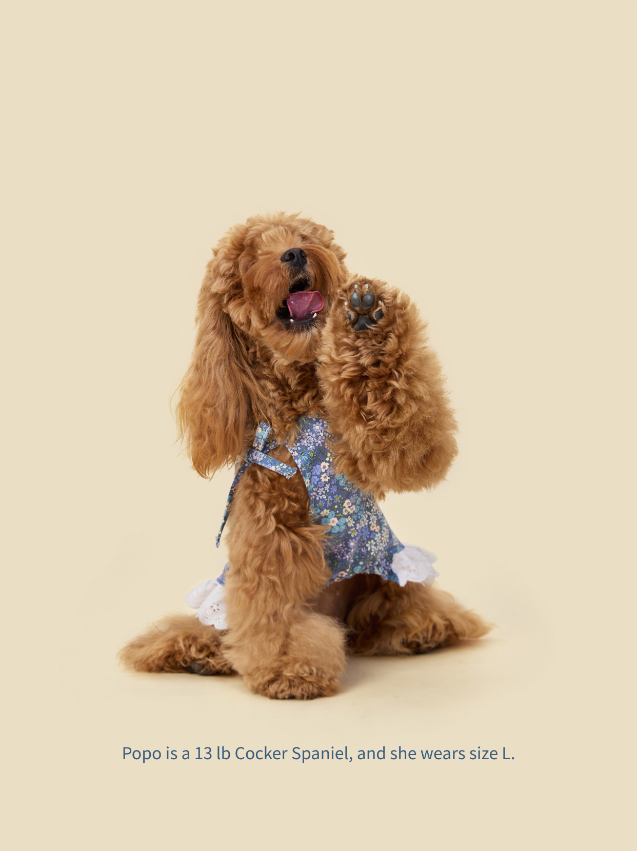 Small Cocker Spaniel wearing blue floral tie-strap dog dress, front view