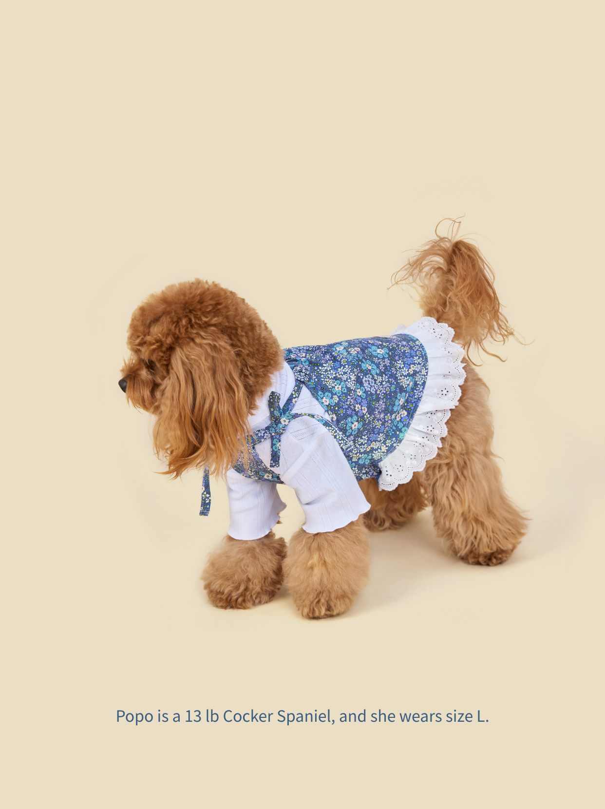 Small Cocker Spaniel wearing blue floral tie-strap dog dress, side view