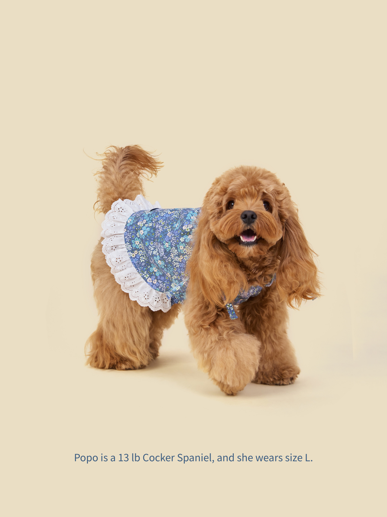 Small Cocker Spaniel walking in blue floral tie-strap dog dress