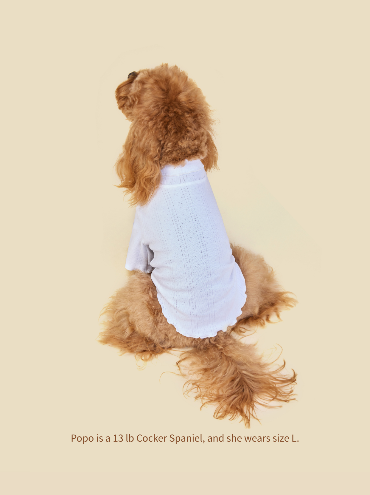 Small Cocker Spaniel wearing Pawlorful high-neck knitted dog sweater, back view