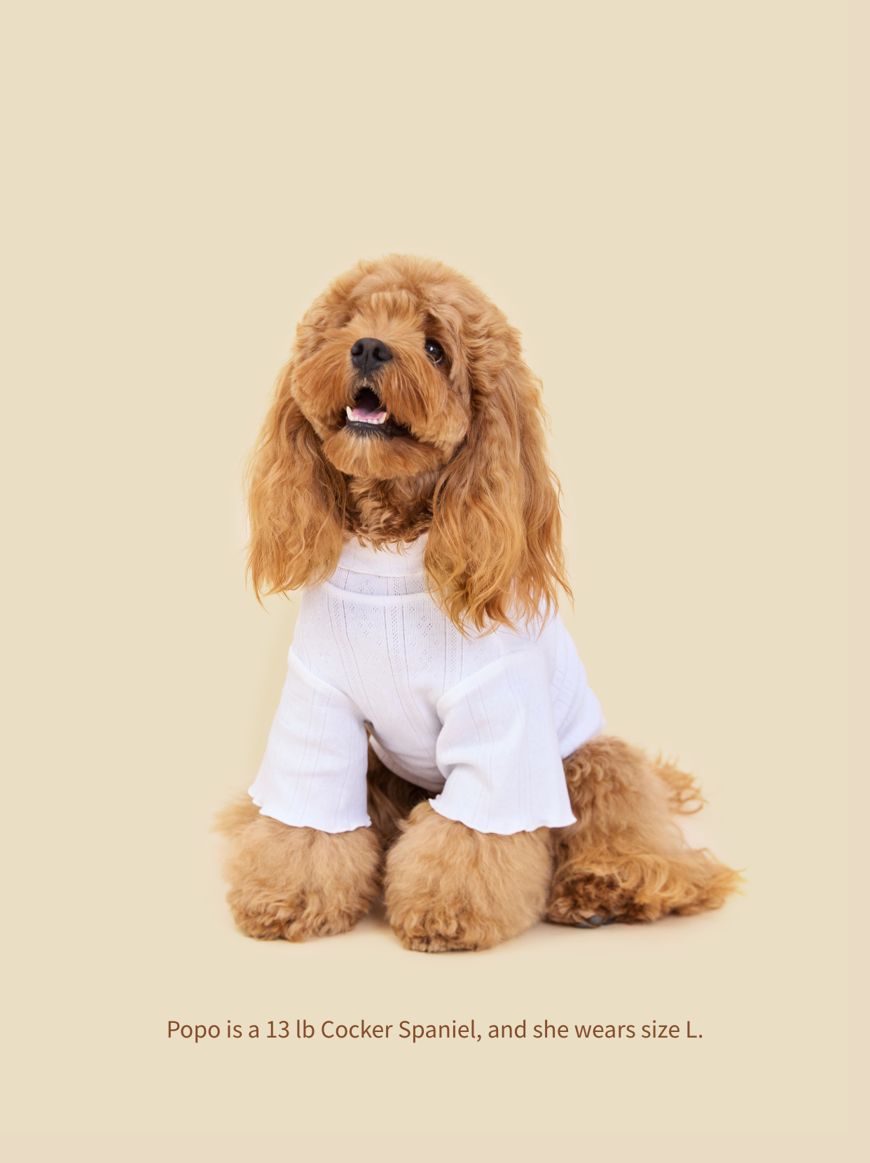 Small Cocker Spaniel sitting, showing ribbed high-neck detail on Pawlorful knitted dog sweater