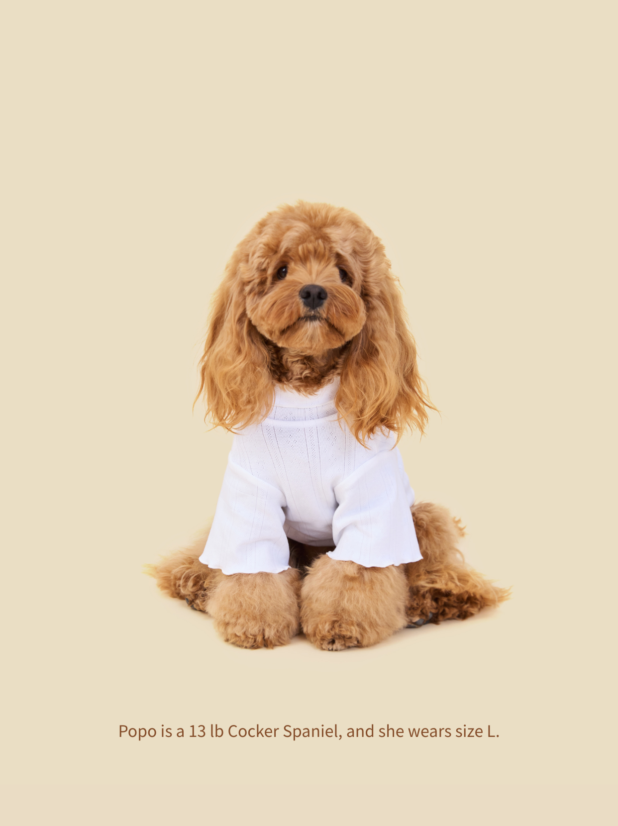 Small Cocker Spaniel wearing Pawlorful high-neck knitted dog sweater, front view