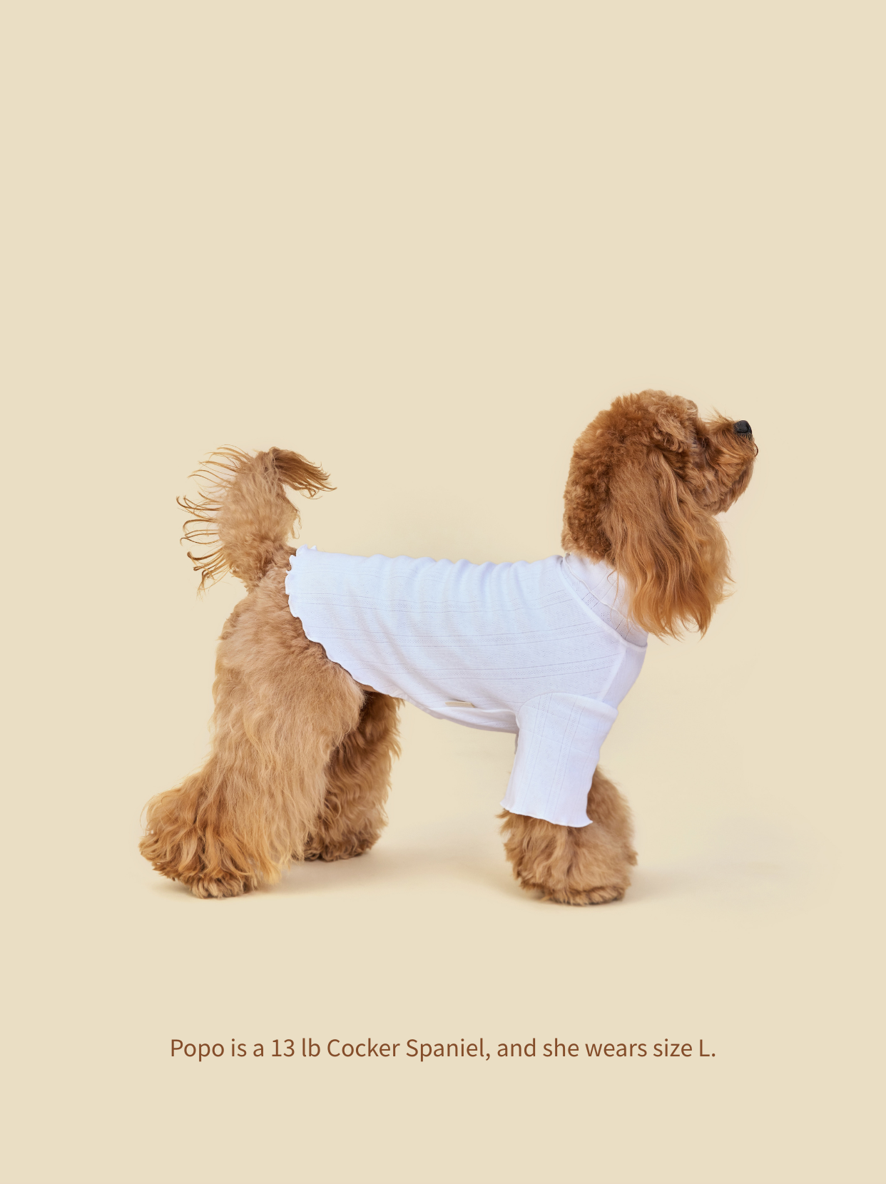 Small Cocker Spaniel wearing Pawlorful high-neck knitted dog sweater, side view