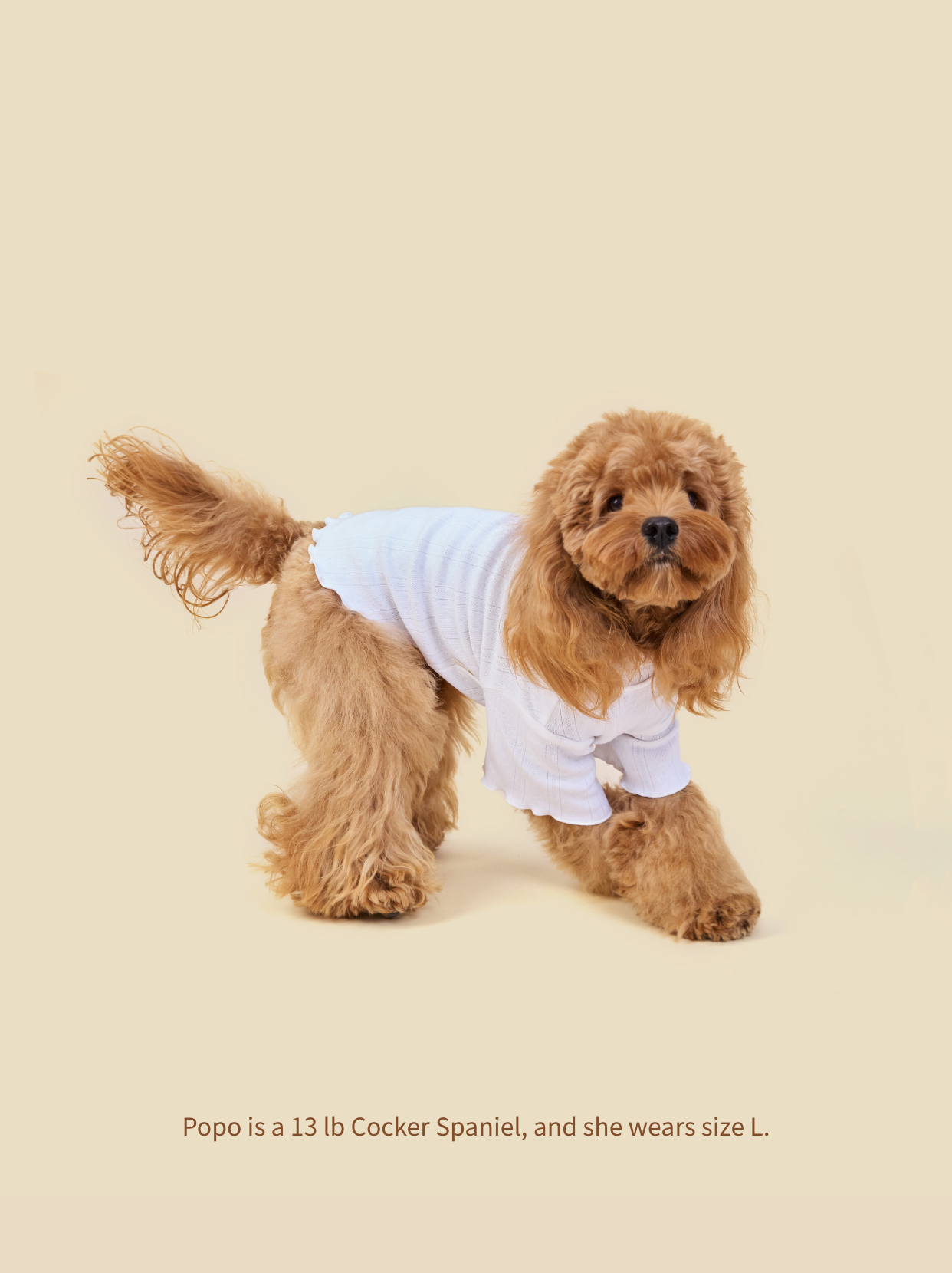Small Cocker Spaniel walking in Pawlorful high-neck knitted dog sweater