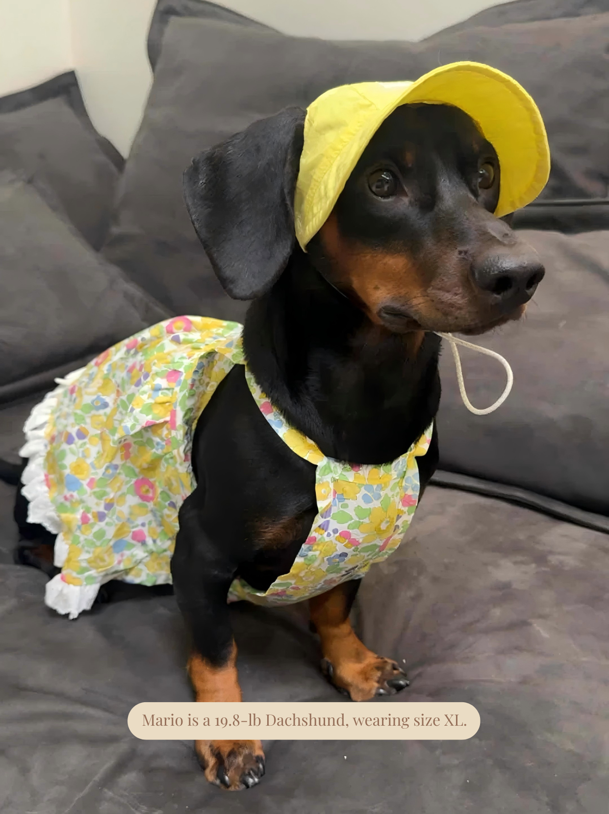 Vintage Yellow Floral Pet Dress