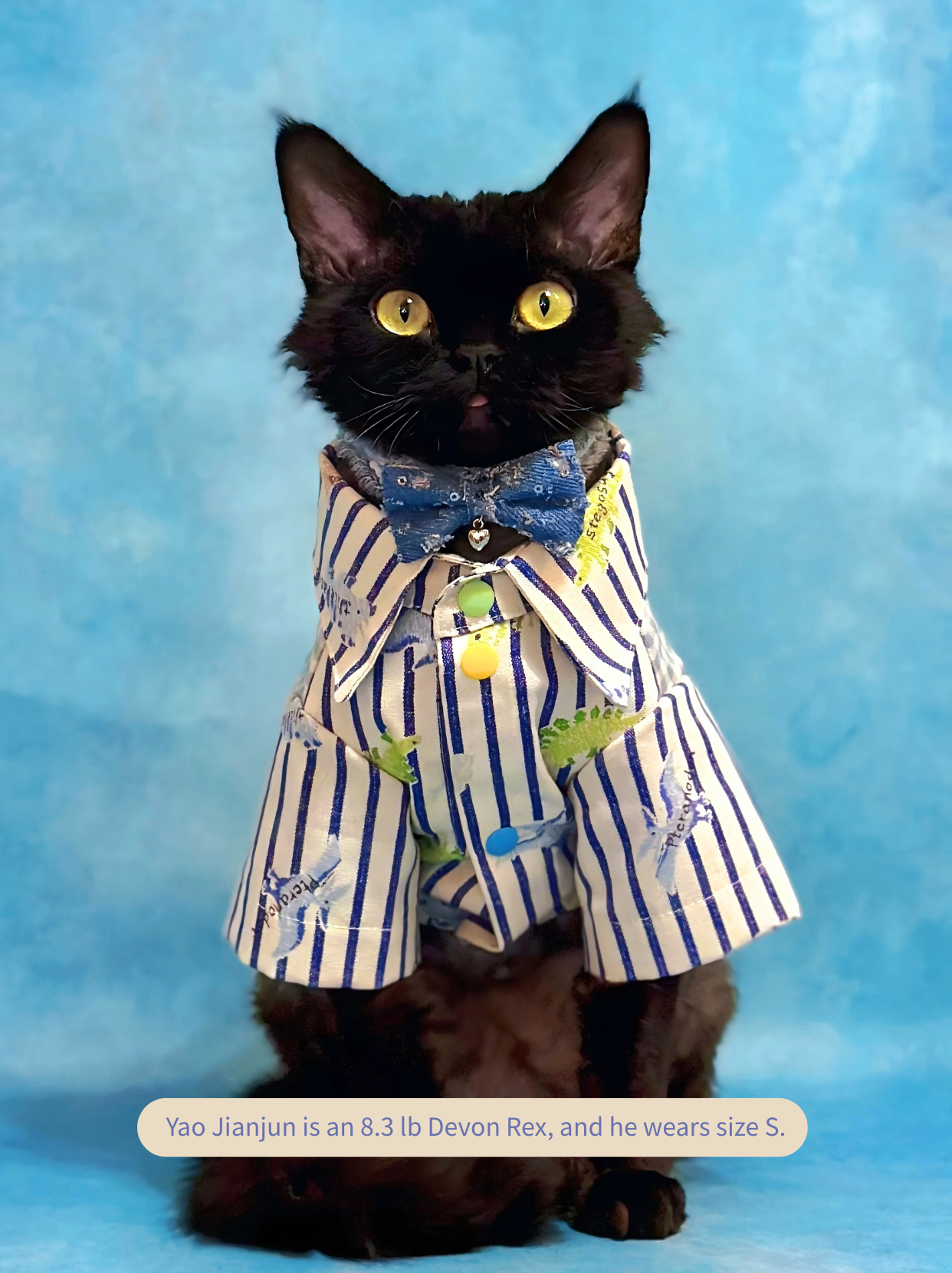 Devon Rex cat wearing cute striped little dinosaur dog shirt