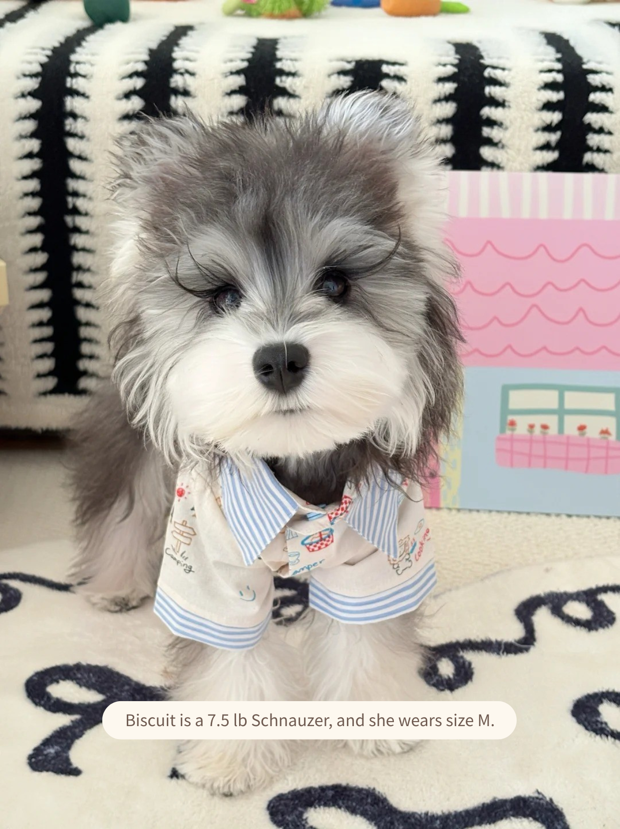 Small schnauzer dog wearing camping themed shirt, cute pet fashion outfit