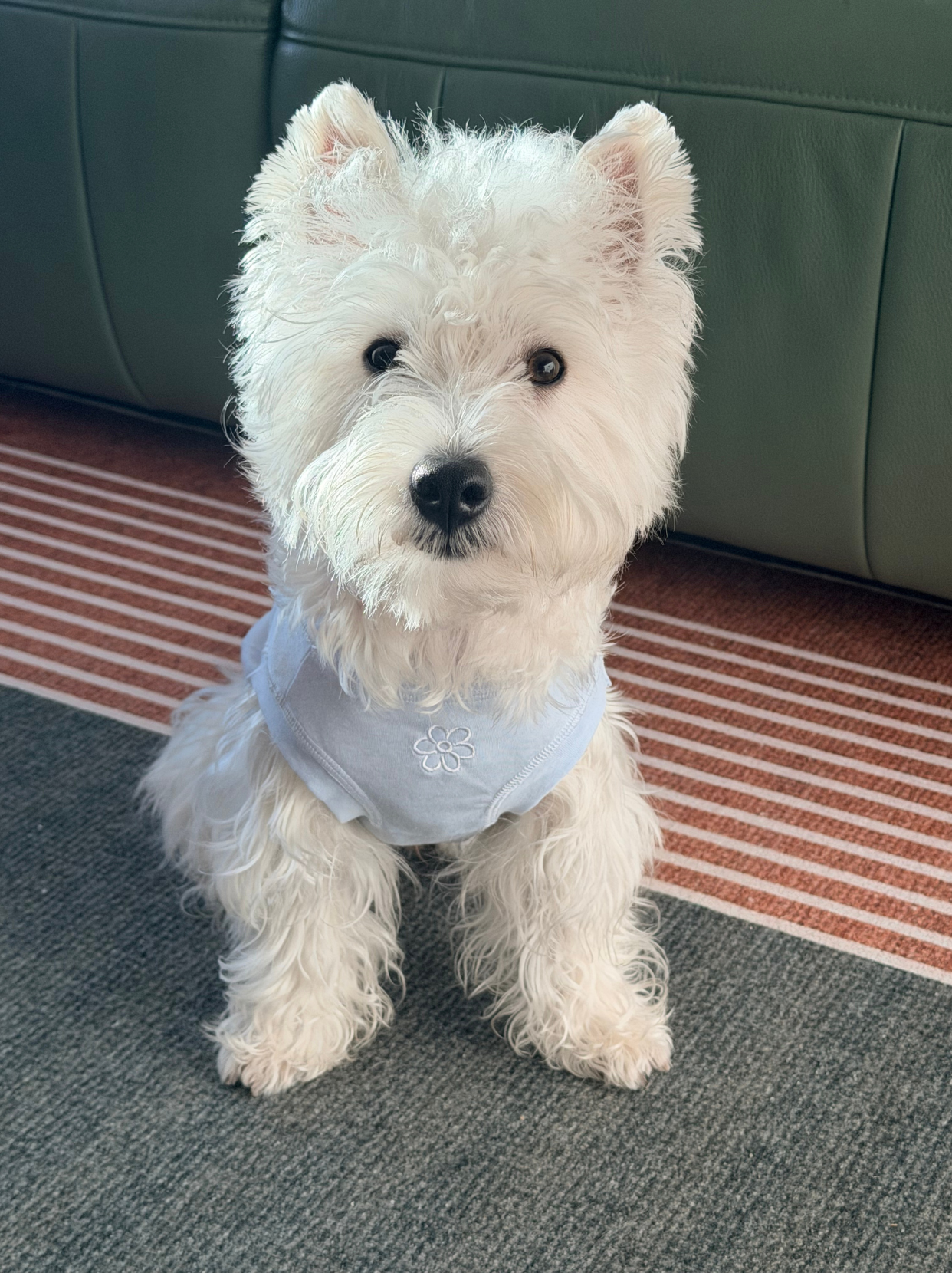 West Highland White Terrier wearing the blue Pawlorful Essential Tank.