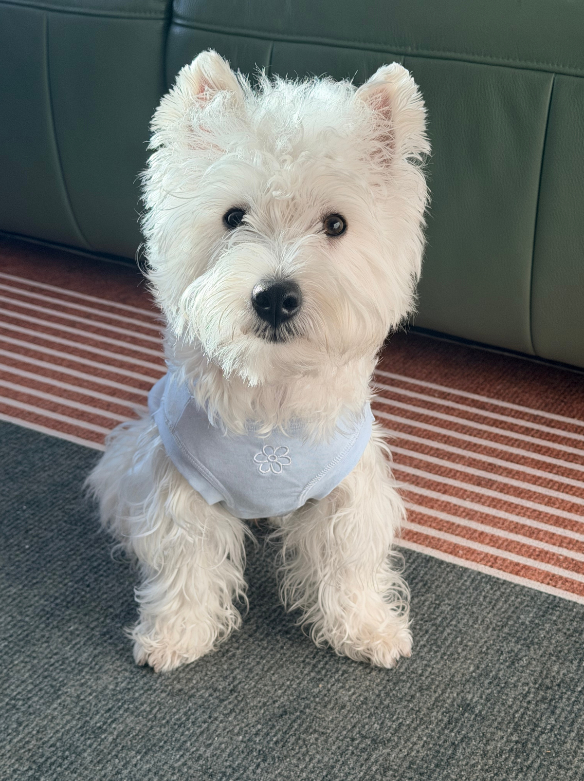 West Highland White Terrier wearing the blue Pawlorful Essential Tank.