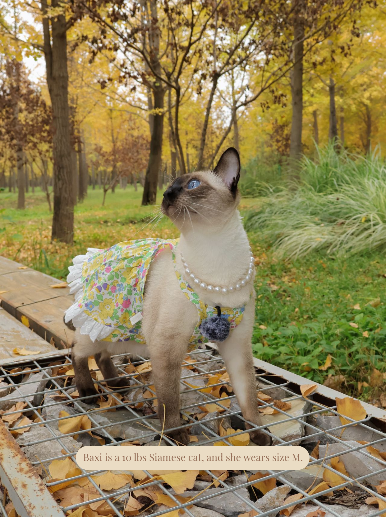 Liberty floral dress worn by small cat, playful pose