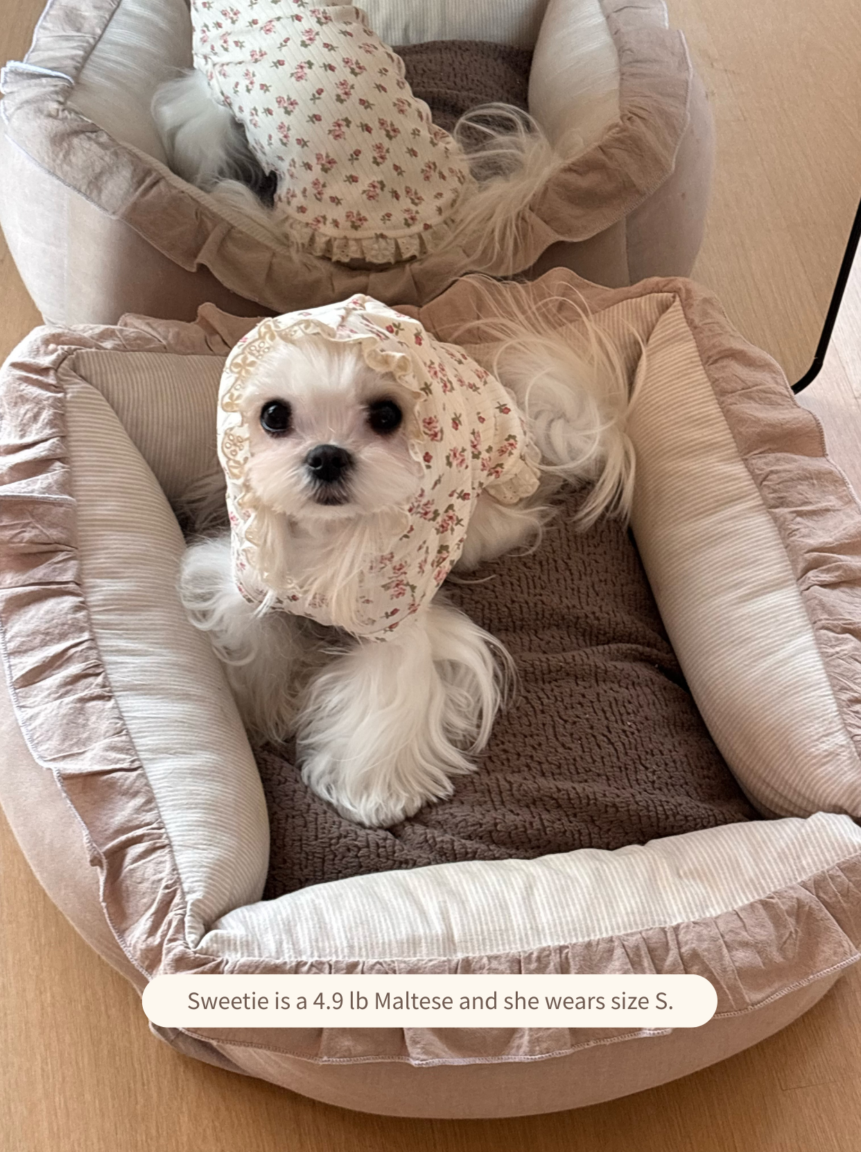 Small Maltese dog in cute floral cotton hoodie vest, lightweight spring pet outfit