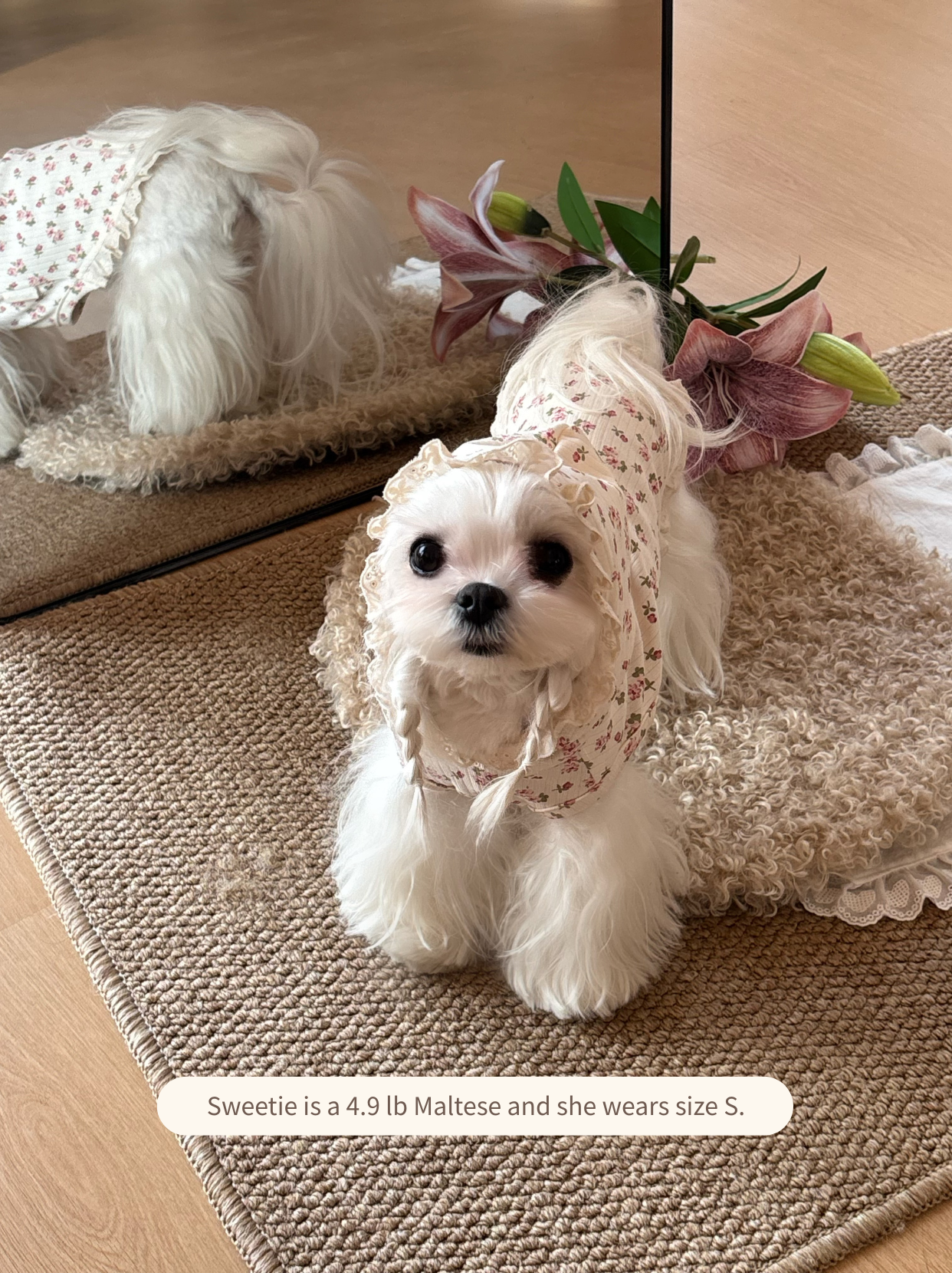 Stylish Maltese dog in sleeveless floral hoodie vest, breathable cotton spring dog clothes