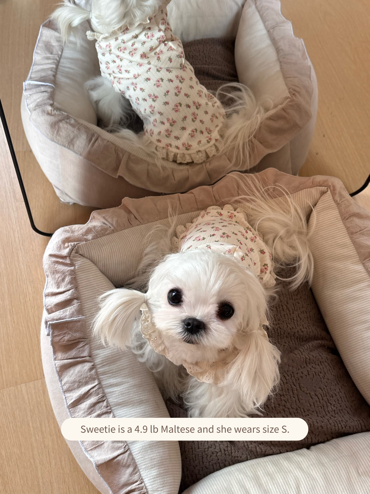Maltese wearing soft cotton floral pet hoodie vest with hood, comfortable everyday wear
