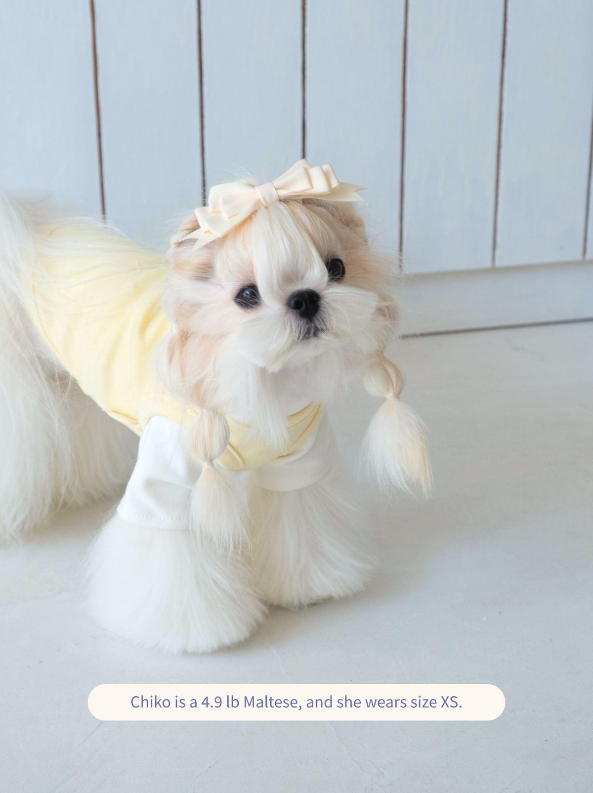 Maltese wearing a yellow Pawlorful Layered Comfort T-Shirt