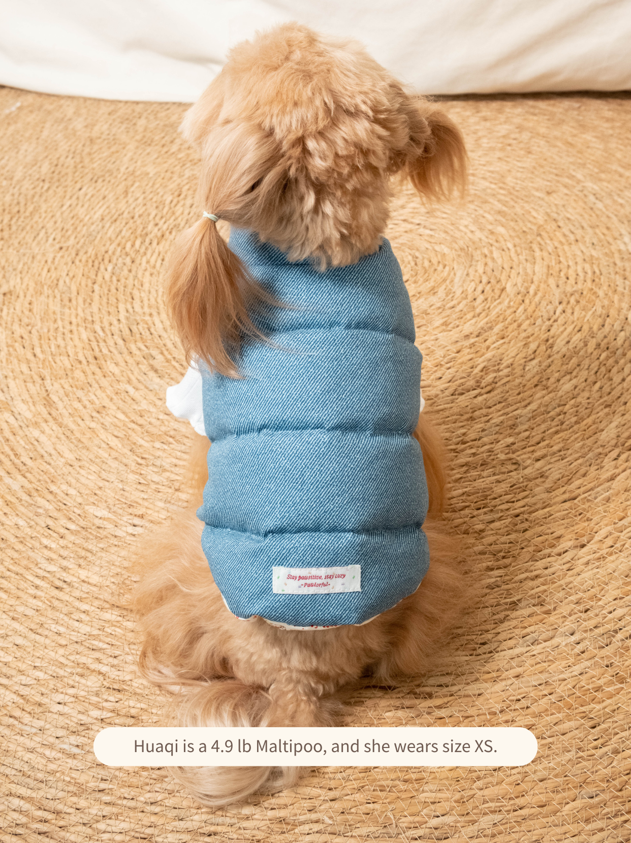 Maltipoo wearing reversible down dog vest, denim side back view
