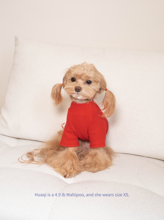 The Maltipoo wearing red knit polka dot dog dress, front view

