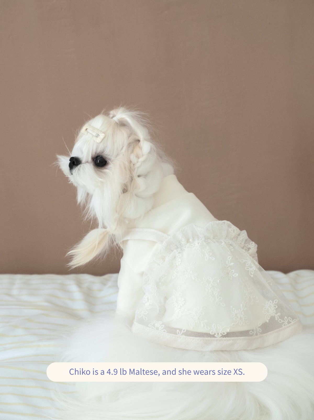 Maltese dog wearing Pawlorful Anniversary Lace Set