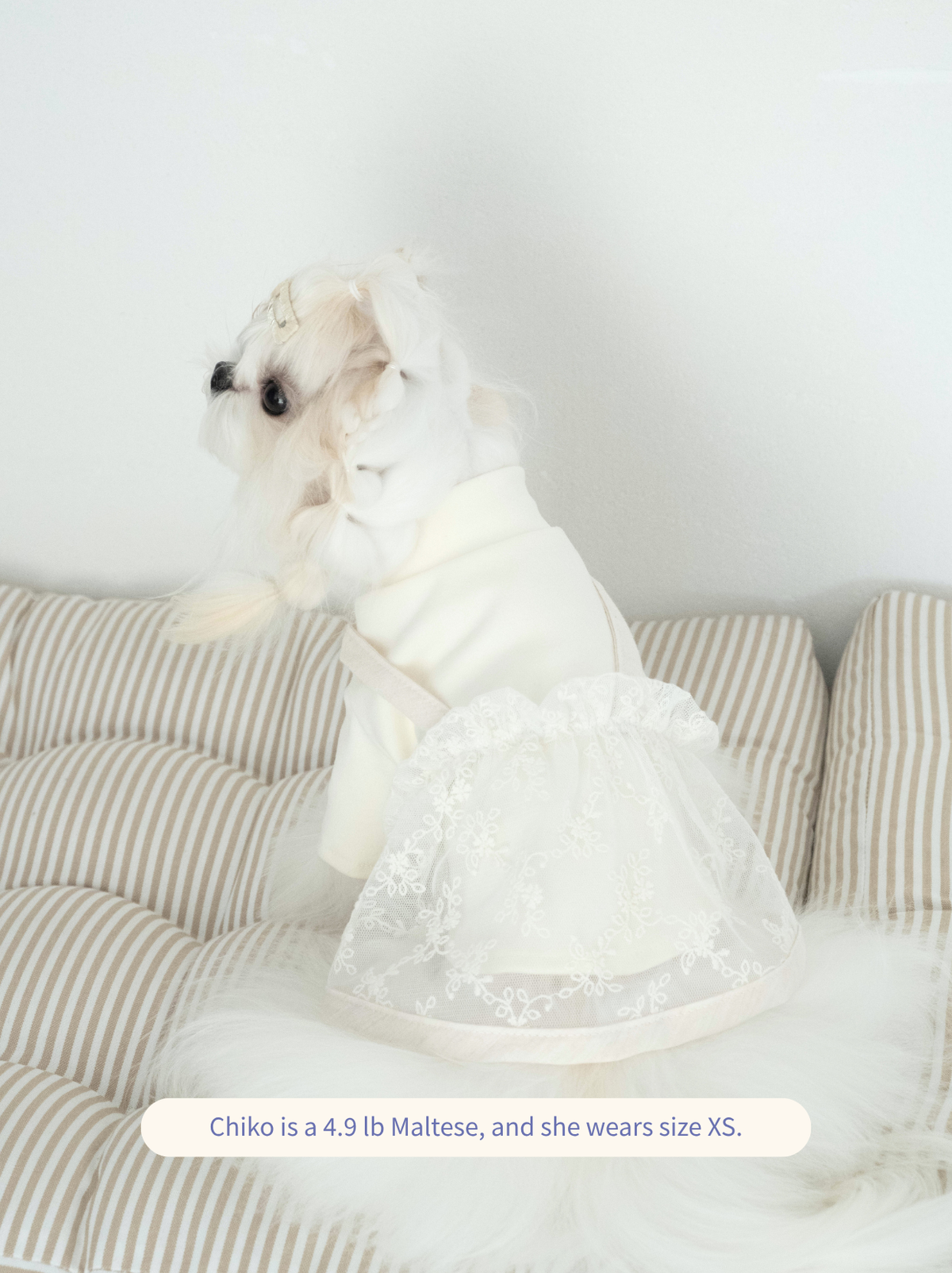 Maltese dog modeling Pawlorful Anniversary Lace Set