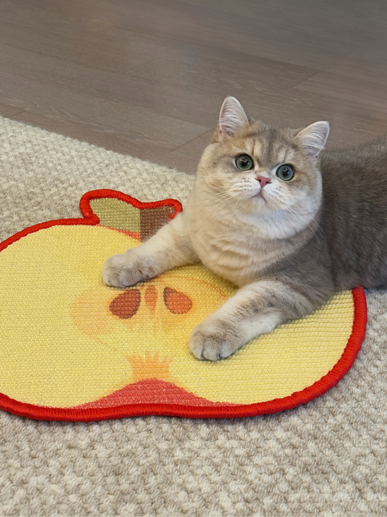 Cat using apple-shaped sisal scratching mat on floor