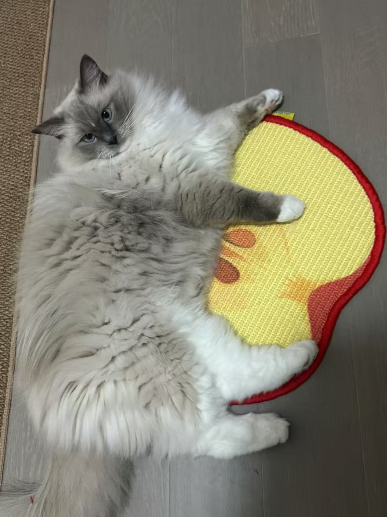 Cat pawing natural sisal fibers on apple-shaped mat
