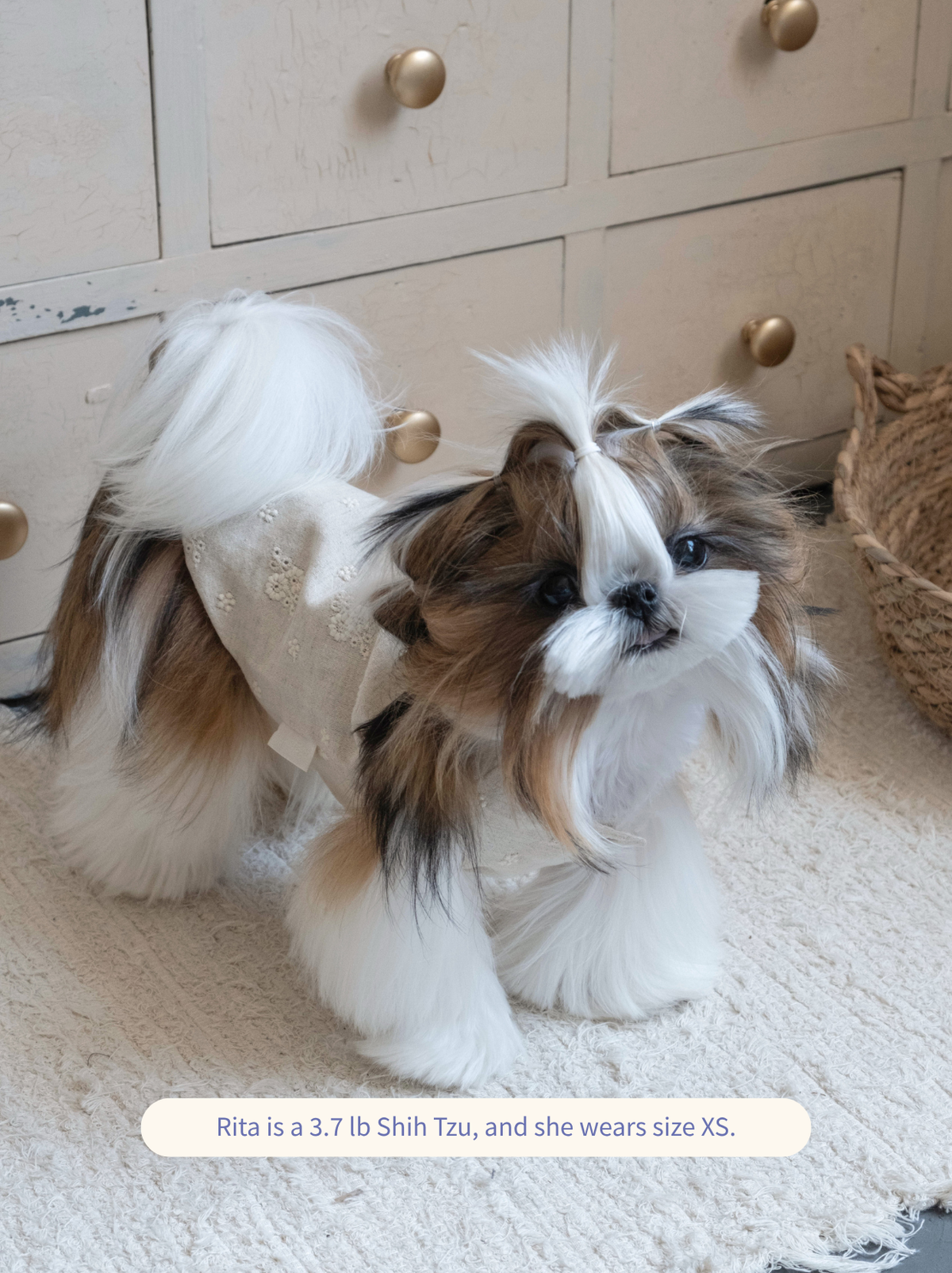Shih Tzu wearing Pawlorful embroidered vest