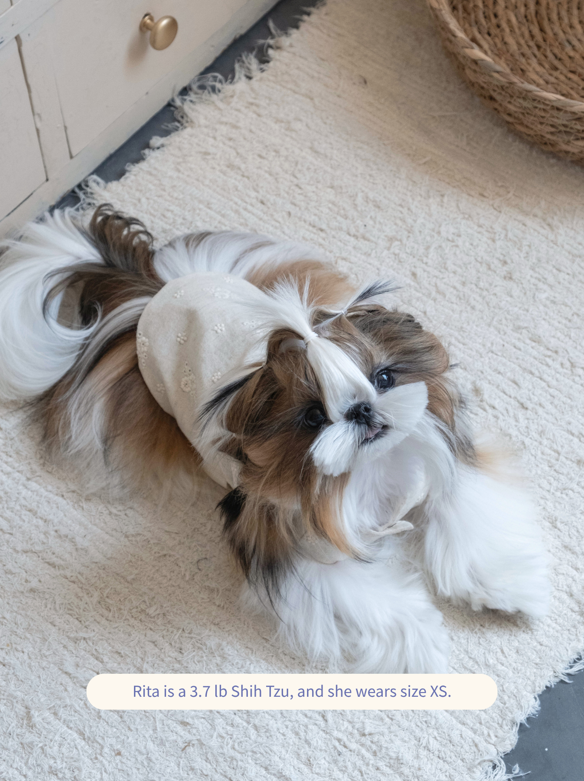 Shih Tzu modeling Pawlorful embroidered dog vest