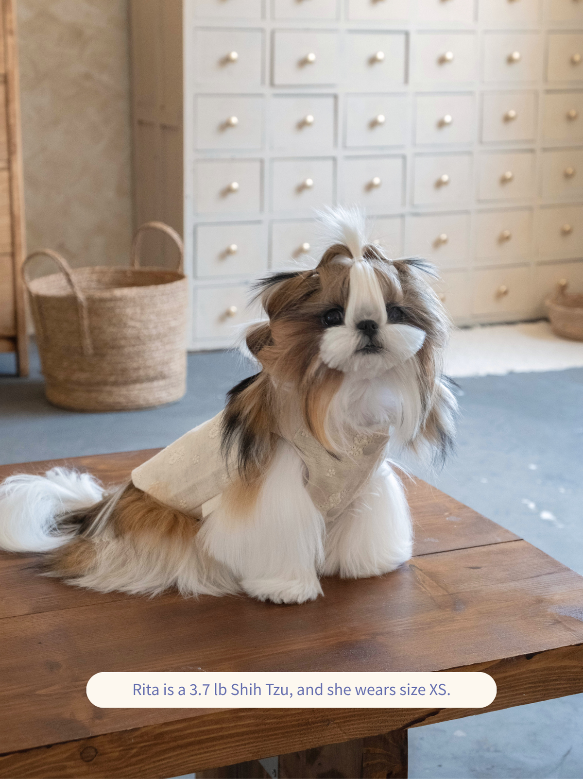 Shih Tzu wearing Pawlorful embroidered vest, front view