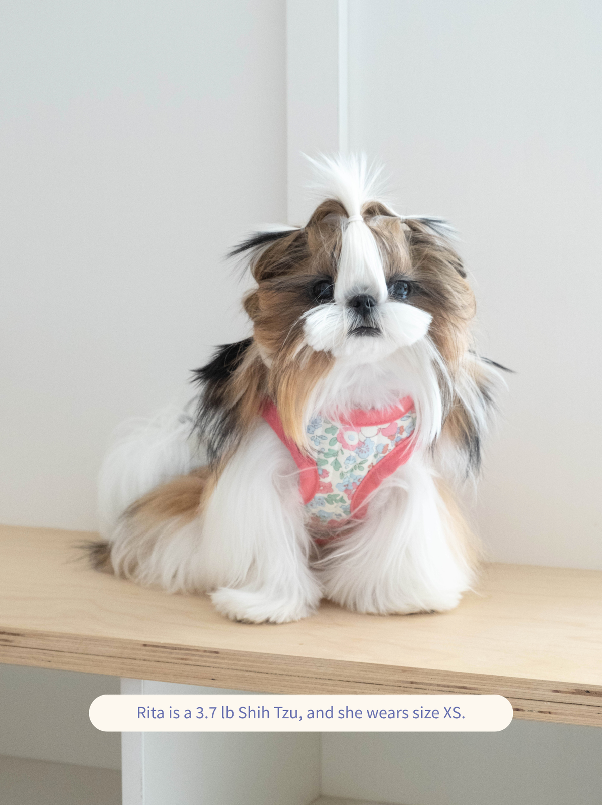 Floral rabbit dog vest worn by a Shih Tzu