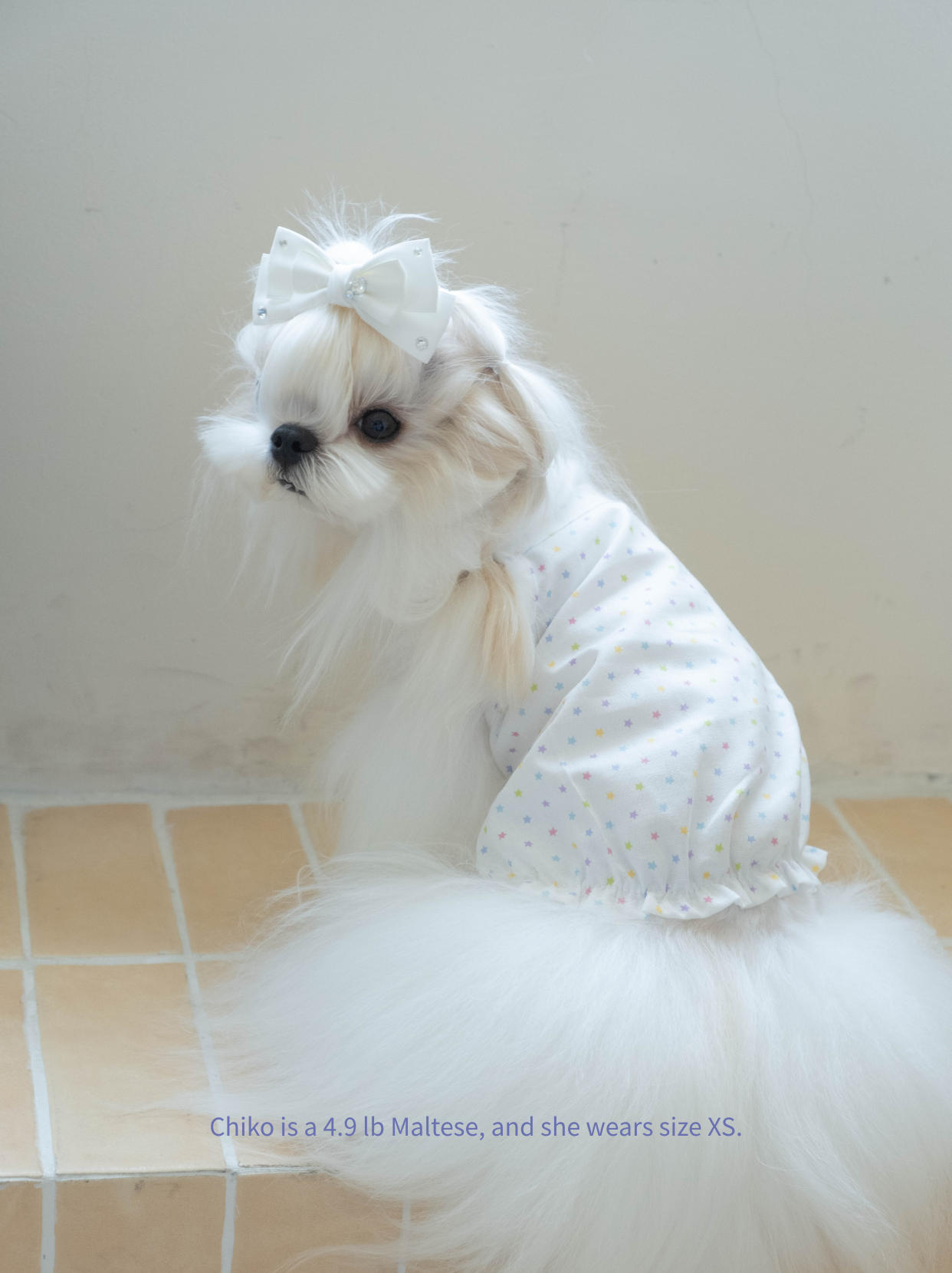 Pawlorful summer dog outfit on Maltese