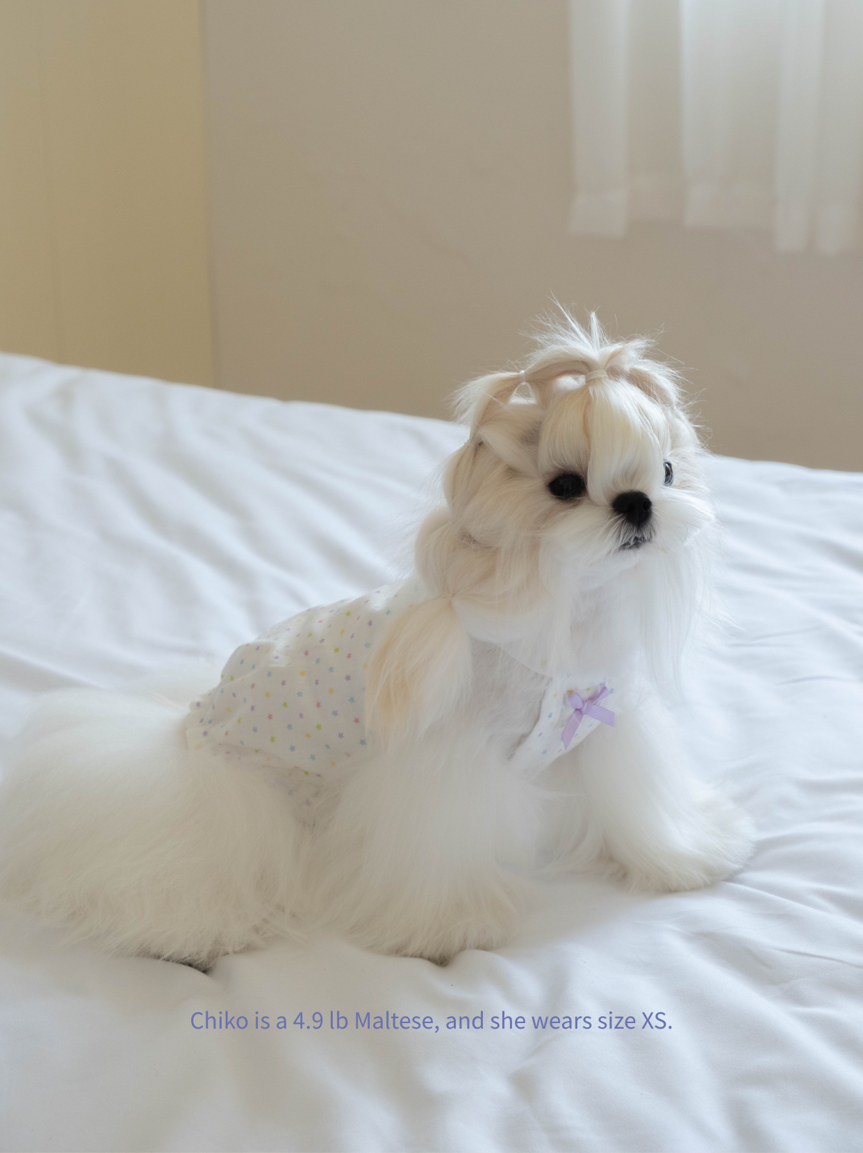Side view of Maltese in star print dog top