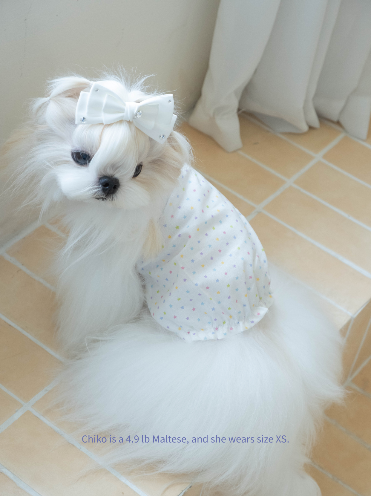 Cute Maltese wearing summer dog clothing