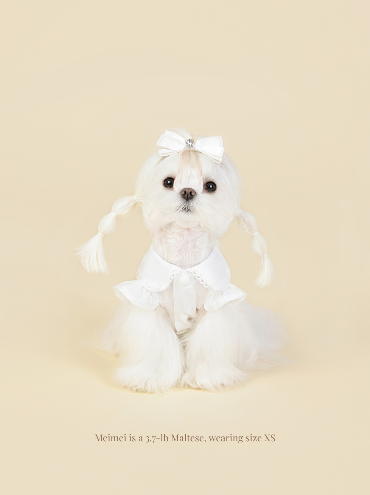 Maltese dog wearing Pawlorful white shirt, front view