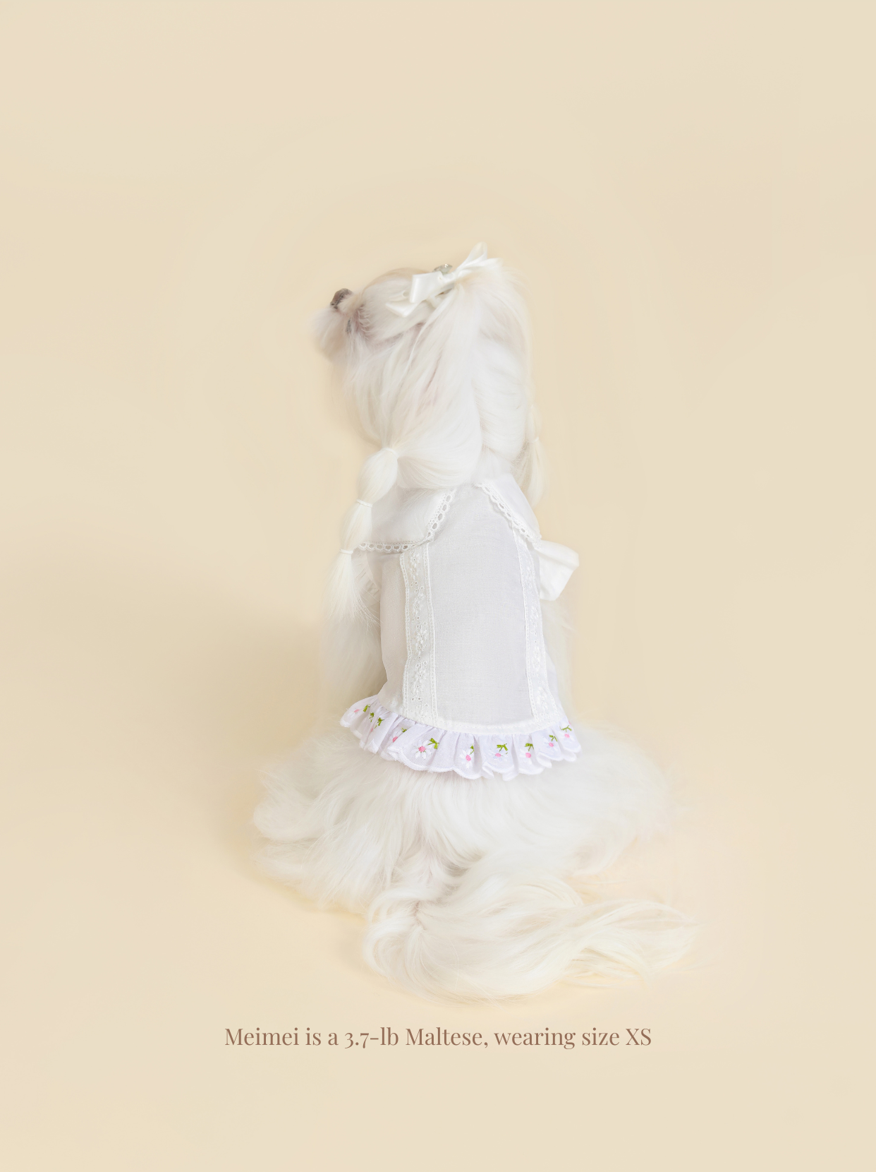 Back view of Maltese dog shirt fit