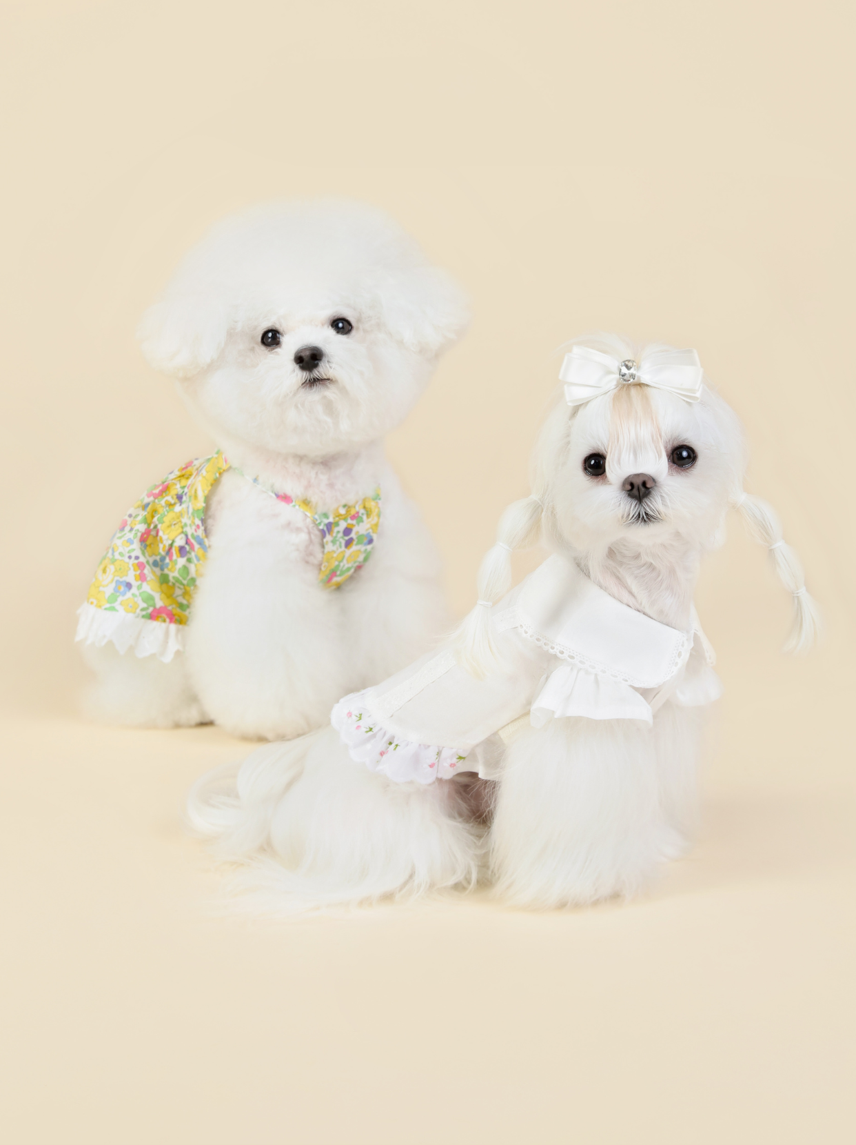 Cute Maltese modeling Pawlorful white dog shirt